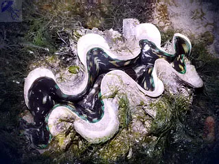 Красиві морські раковини і перли (раковини) Красиві морські раковини і перли