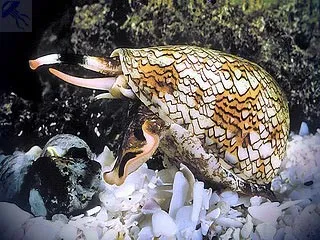 Красиві морські раковини і перли (раковини) Красиві морські раковини і перли