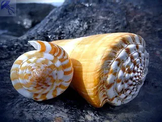 Красиві морські раковини і перли (перли) Красиві морські раковини і перли