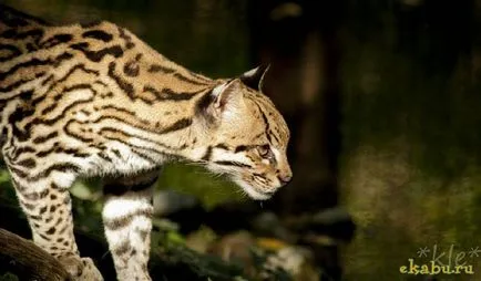 Кот оцелот, розважальний портал
