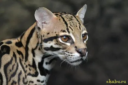Кот оцелот, розважальний портал