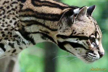 Кот оцелот, розважальний портал