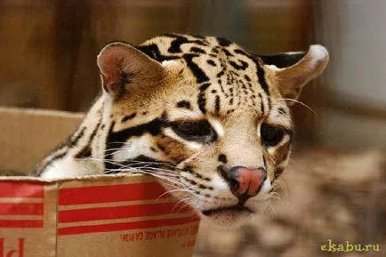 Кот оцелот, розважальний портал