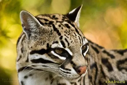 Кот оцелот, розважальний портал