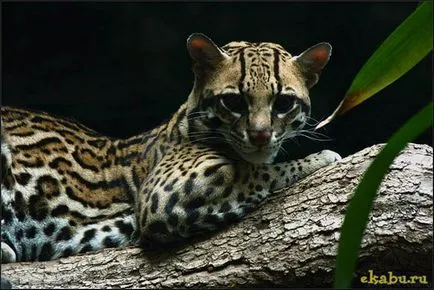 Кот оцелот, розважальний портал