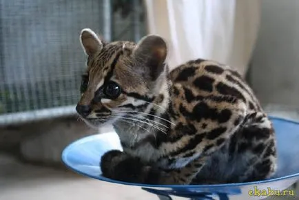 Кот оцелот, розважальний портал