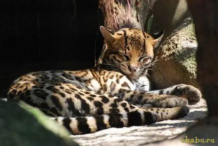 Кот оцелот, розважальний портал