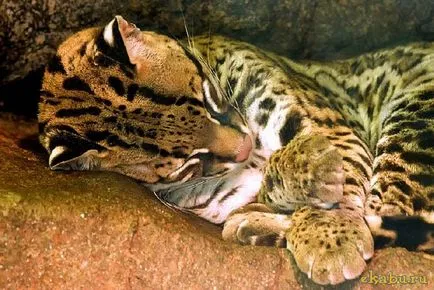Кот оцелот, розважальний портал