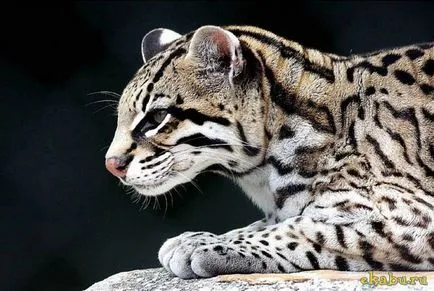 Кот оцелот, розважальний портал