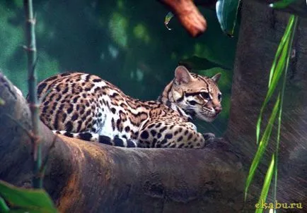 Кот оцелот, розважальний портал
