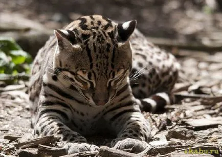 Кот оцелот, розважальний портал