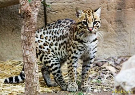 Кот оцелот, розважальний портал