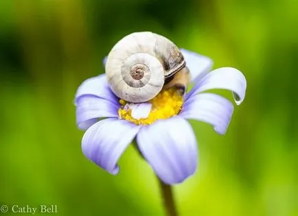 Красиві фотографії равликів, фоттон