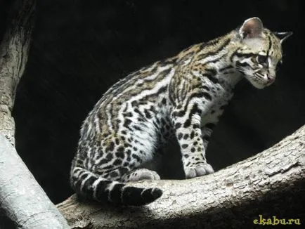 Кот оцелот, розважальний портал