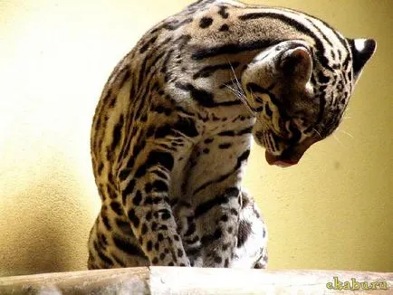 Кот оцелот, розважальний портал