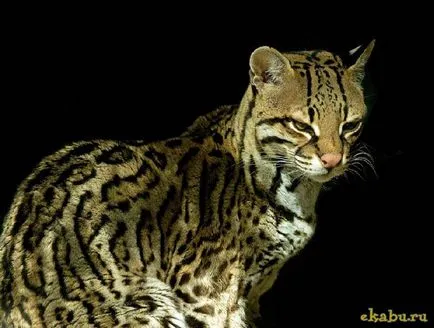 Кот оцелот, розважальний портал