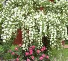 Перстач чагарникова і її вирощування фото, посадка і розмноження, сорти (перстач) Перстач чагарникова і її вирощування фото, посадка і розмноження, сорти