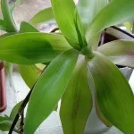 Лікування кісти нирки народними засобами (без операції) (нирки) Лікування кісти нирки народними засобами (без операції)