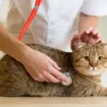 Лікувальні корми для кішок при захворюванні печінки, навколо кота (корми) Лікувальні корми для кішок при захворюванні печінки, навколо кота