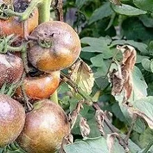 Лікування фітофторозу томатів, приватний будинок (томатів Здрастуйте шановні) Лікування фітофторозу томатів, приватний будинок