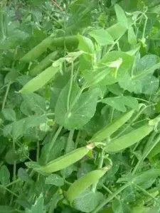 Лікування холестазу народними засобами (холестазу) Лікування холестазу народними засобами