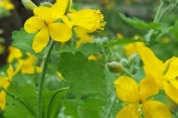 Лікування базаліоми народними засобами підхід, рецепти (лікування) Лікування базаліоми народними засобами підхід, рецепти