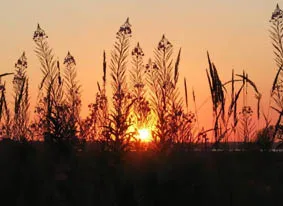 Лікарські трави, жіноча краса (трави) Лікарські трави, жіноча краса
