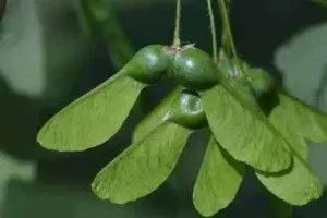 Лікування холестазу народними засобами (заварити крутий киплячій) Лікування холестазу народними засобами