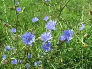 Лікування холестазу народними засобами (лікування) Лікування холестазу народними засобами