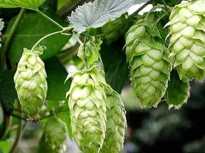 Лікування алергічної кропив'янки народними засобами (засобами) Лікування алергічної кропив'янки народними засобами