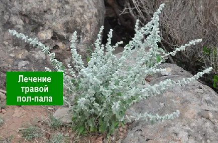 Лікування травою пол-пала - здорове довголіття (пол-пала) Лікування травою пол-пала - здорове довголіття