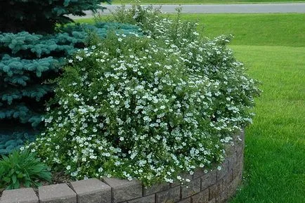 Перстач чагарникова нюанси вирощування (вирощування) Перстач чагарникова нюанси вирощування
