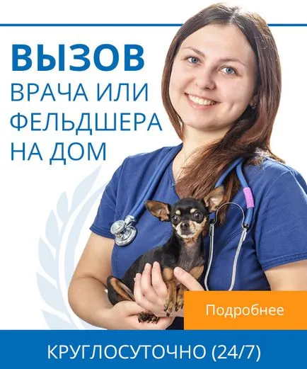 Лікування собак і кішок на дому (лікування) Лікування собак і кішок на дому