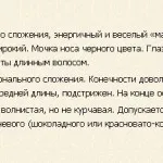 Лёвхен - собака із зовнішністю лева (лёвхен фото відео догляд характер історія опис порода собака) Лёвхен - собака із зовнішністю лева