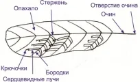 Линька і купання хвилястого папугу (хвилястого) Линька і купання хвилястого папугу