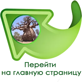 Лілія білосніжна - унікальний компонент нічного біо-крема компанії colors of life (нічний крем баобаб) Лілія білосніжна - унікальний компонент нічного біо-крема компанії colors of life