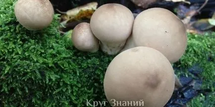 Помилкові печериці - коло знань (шампіньйони) Помилкові печериці - коло знань