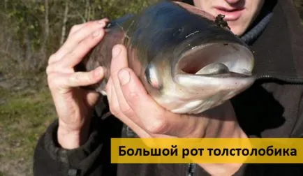 Ловля товстолобика на донку, на поплавок (ловля) Ловля товстолобика на донку, на поплавок
