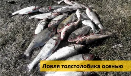 Ловля товстолобика на донку, на поплавок (товстолобика) Ловля товстолобика на донку, на поплавок