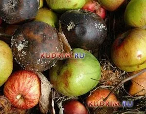 Чому псуються харчові продукти причини псування (псування) Чому псуються харчові продукти причини псування