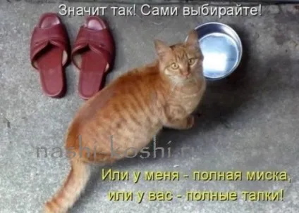 Чому кішка паскудить, все про кішок