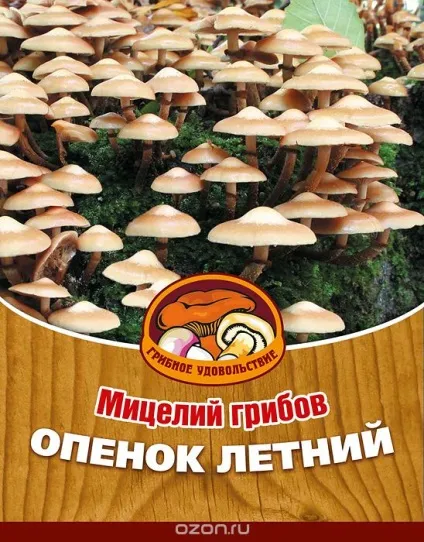 Чому опадає листя у кімнатної троянди 5 можливих причин (троянди) Чому опадає листя у кімнатної троянди 5 можливих причин
