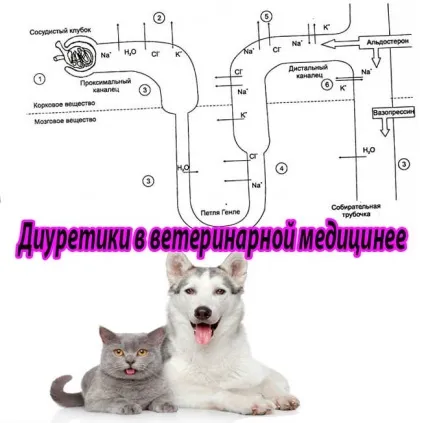 Діуретики - сечогінні препарати, застосування у собак і кішок (тіазидні, петльові, калійсберігающіе)