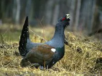 Кращі способи полювання на глухаря восени (полювання) Кращі способи полювання на глухаря восени