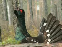 Кращі способи полювання на глухаря восени (полювання) Кращі способи полювання на глухаря восени