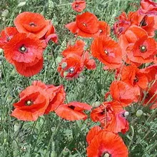 Мак дикий (papaver rhoeas l