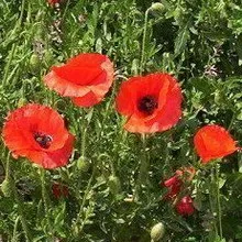 Мак дикий (papaver rhoeas l