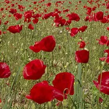 Мак дикий (papaver rhoeas l