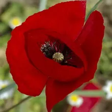 Мак дикий (papaver rhoeas l