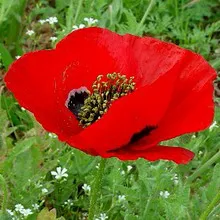 Мак дикий (papaver rhoeas l